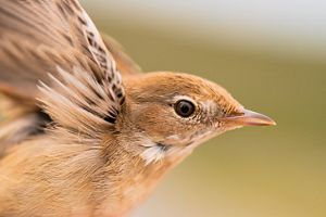 Closeup of the crested lark bird.