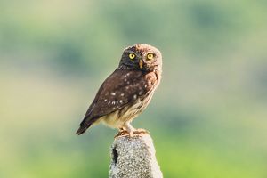 Little owl perched on a post, looking at the camera.