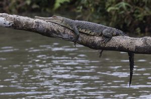 a medium sized slender snouted crocodile sits on a log suspended several feet above a river.