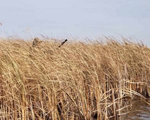 Duck hunter traversing a wetland through tall reeds, rifle in hand.