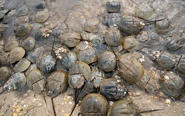 Several horseshoe crabs pile on top of each other on a sandy beach.
