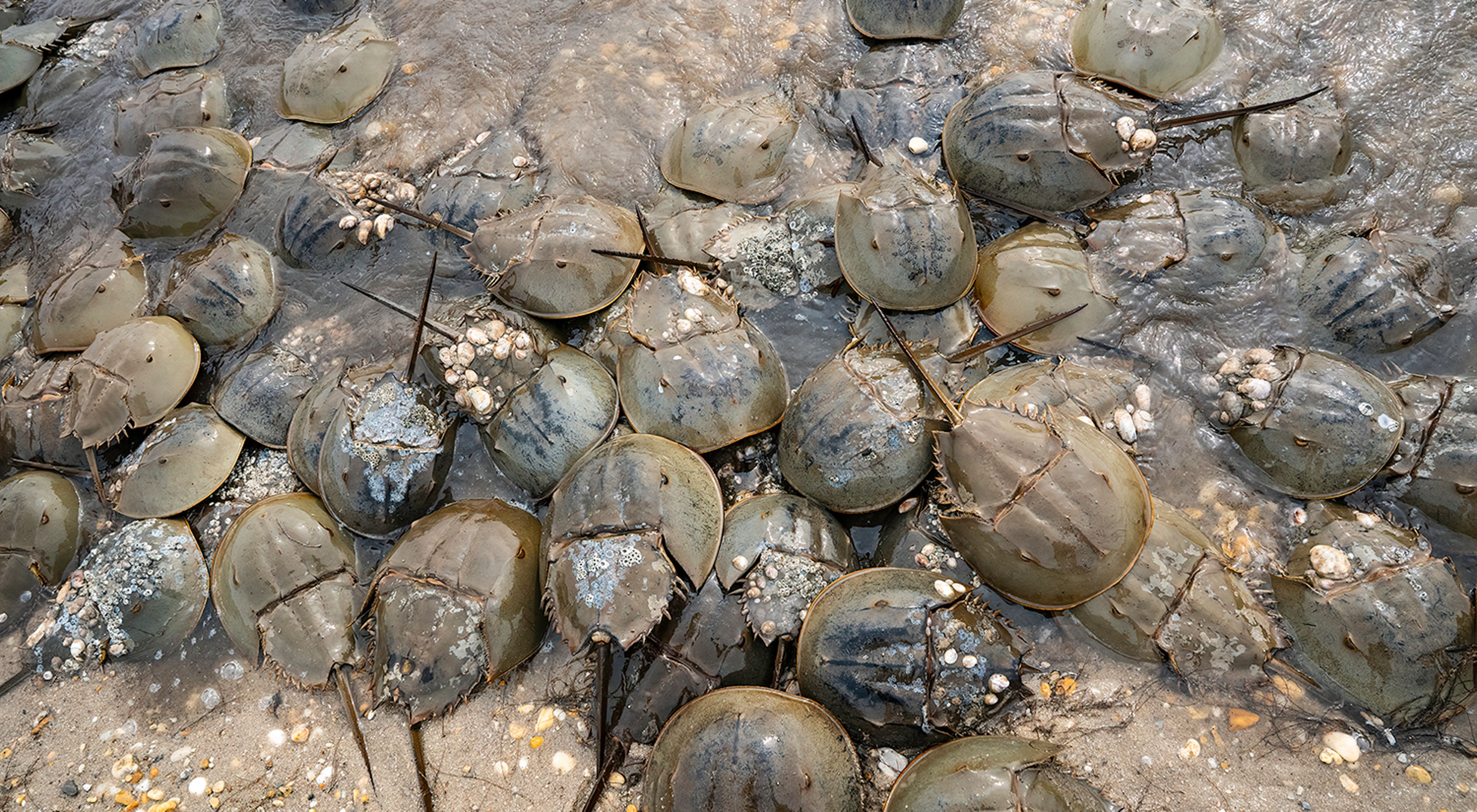 Several horseshoe crabs pile on top of one another in shallow water. 