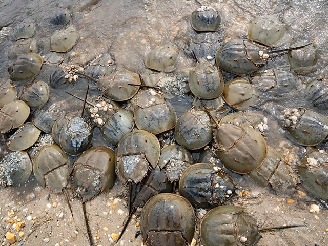 Several Horseshoe crabs pile on top of one another in shallow water.