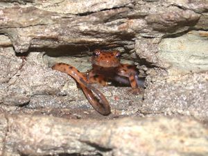 Cave salamander hiding among the rocks.
