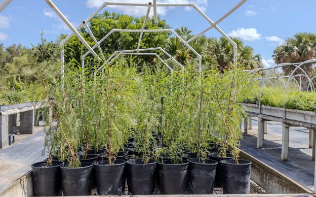 A wooden table holds a box of bushy, bright green tree seedlings in containers, ready to be planted.