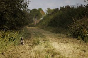 A raccoon stands upright on its hind legs at the edge of a grassy farm road lined with trees.