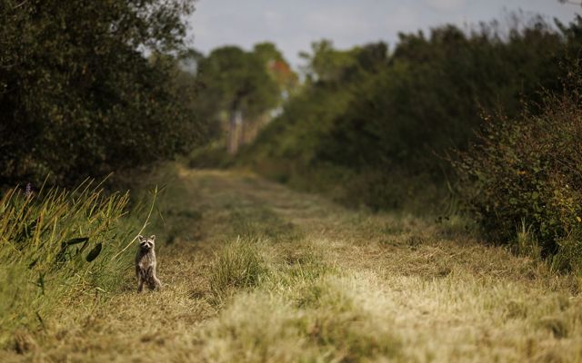 A raccoon stands upright on its hind legs at the edge of a grassy farm road lined with trees.