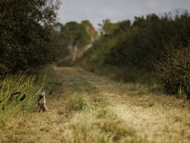 A raccoon stands upright on its hind legs at the edge of a grassy farm road lined with trees.