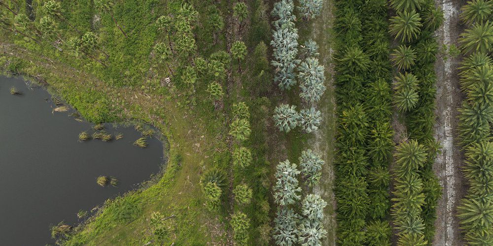 An aerial view of the palm tree nursery on G Road Grove.