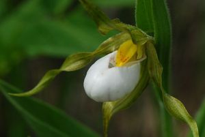 Small white lady's slipper.