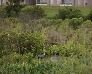 A heron wades through greenery in the Bucktown Marsh.