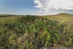 Green vegetation grows along the side of a hill.