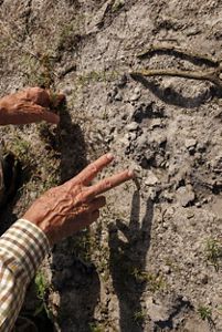 A man's hands point to bare, dry soil damaged by feral pigs.