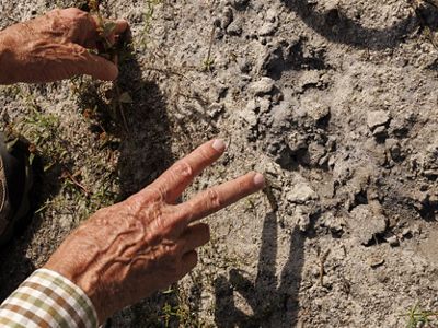 A man's hands point to bare, dry soil damaged by feral pigs.