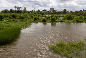 A view of sparkling water and lush vegetation in the Bucktown Marsh. In the background, the elevated platform of the Bird's Nest Learning Pavillion is visible.