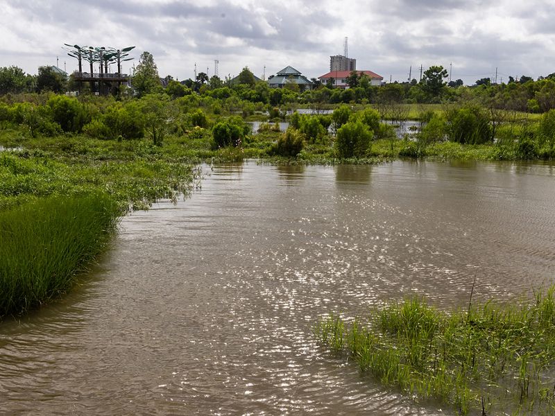 A view of sparkling water and lush vegetation in the Bucktown Marsh. In the background, the elevated platform of the Bird's Nest Learning Pavillion is visible.