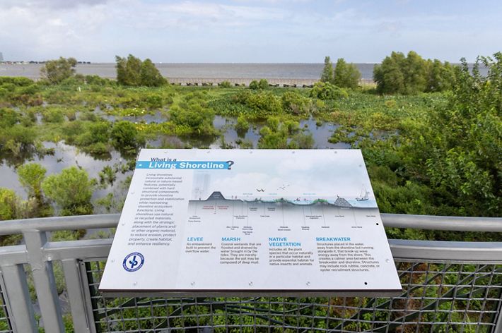 In the foreground, an informative placard describes what a living shoreline is. In the background, the restored marsh is a verdent patchwork of greenery and sheltered waters.