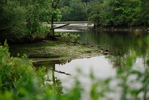 Mudflats, spatterdock and trees along the Cooper River in Camden, NJ.