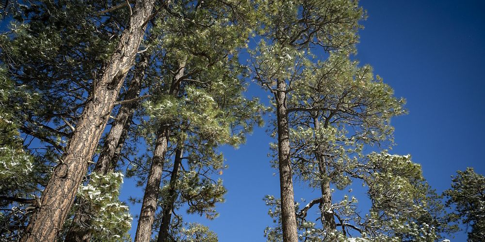 Ponderosa pines in the Kaibab National Forest.