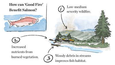 A graphic depicting the connection between fire and salmon.