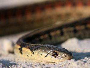 Close-up view of a garter snake.