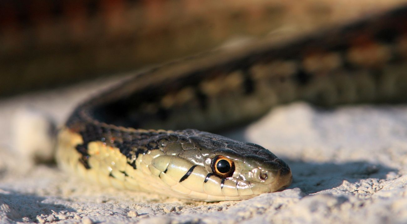 Close-up view of a garter snake.