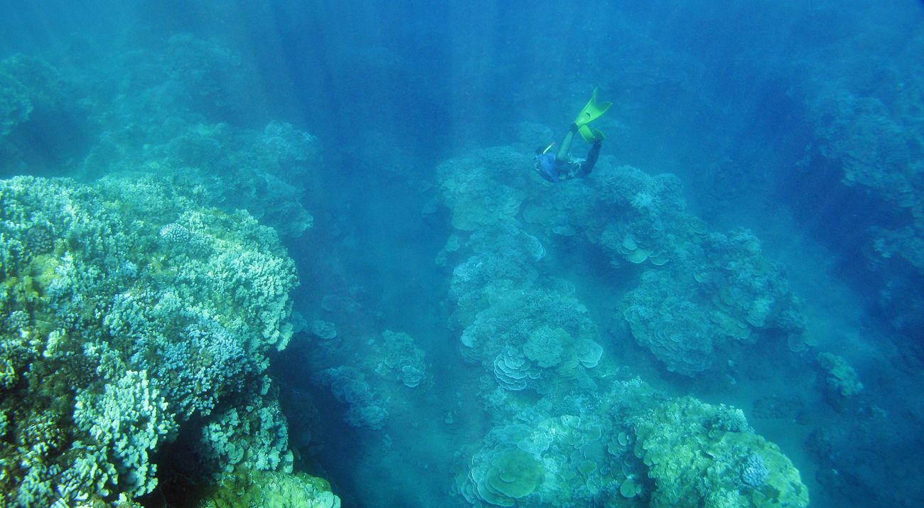 Underwater view looking down at a diver swimming among huge coral reefs.