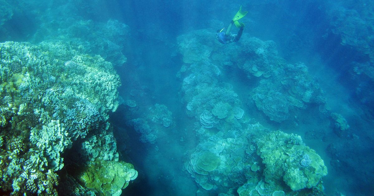 Insuring Nature to Reduce Risk: Risk Transfer Solutions for Coral