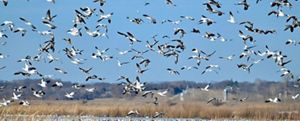 A flock of snow geese over the water at Emiquon Preserve. 