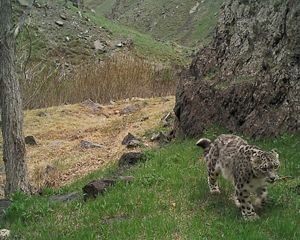 A feline with black spots moves across a grassy landscape.