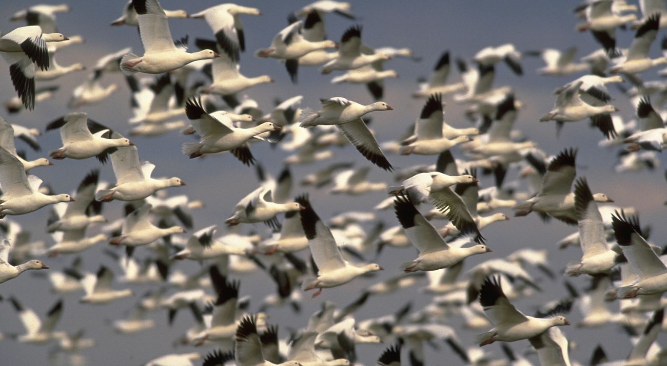 A large flock of snow geese flies across the sky.