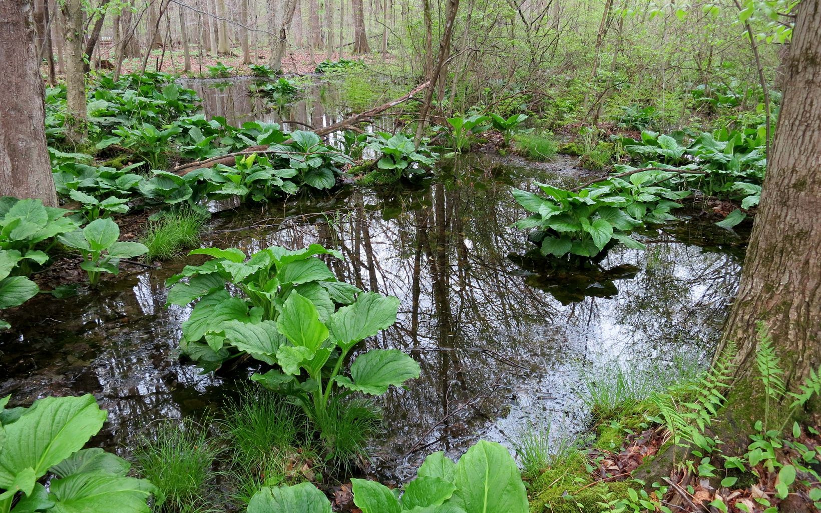 Green skunk cabbage peeking out of a vernal pool.