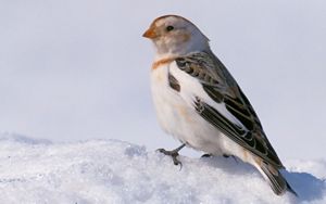 a small brown and white bird standing in the snow.