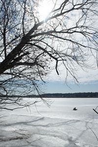 A leafless tree frames a snowy landscape.