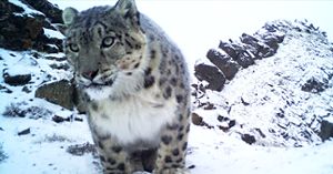 A large spotted cat rests in a snowy landscape.
