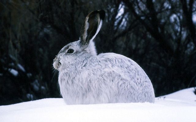 A white rabbit with black ears, seen in profile sitting in white snow.
