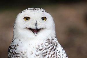 Close-up of a snowy owl with what looks like a smile.