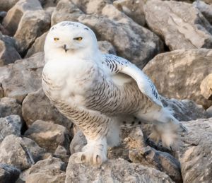 A snowy owl perched on rocks. 