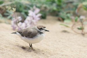 A western snowy plover stands on sand.