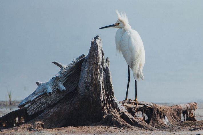 A snowy egret stands on a piece of driftwood.