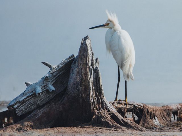 A snowy egret stands on a piece of driftwood.