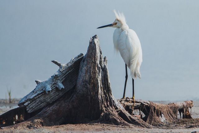A white bird with tall black legs is perched on a piece of driftwood in front of a body of water.