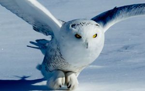 Snowy owl flying close to the snow