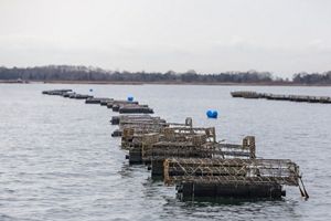 oyster cages floating in the water, around dawn or dusk.