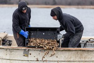 Two men stand in a boat holding a bin full of oysters that they are about to tip over the edge, to add the shells to an oyster restoration site.