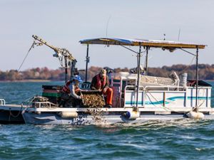 New Hampshire oyster growers placing “uglies” in the water at an oyster reef restoration site 