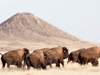 Seven bison running across a prairie field with a hill in the background.