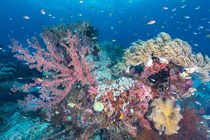 Large, vibrantly colored corals thrive in tropical waters while hundreds of small fish swim around and through them.