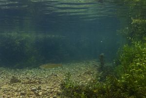 Underwater photo of the soft mouth brown trout.