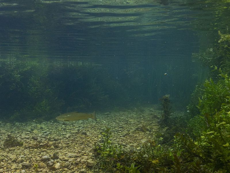Underwater photo of the soft mouth brown trout.